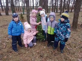 День хвойных деревьев. День хвойных деревьев.